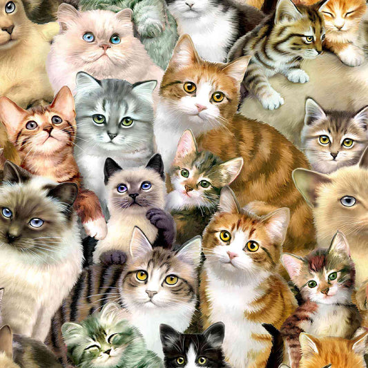 pattern of different cat breeds