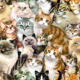 pattern of different cat breeds