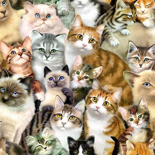 pattern of different cat breeds
