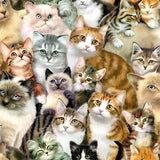 pattern of different cat breeds